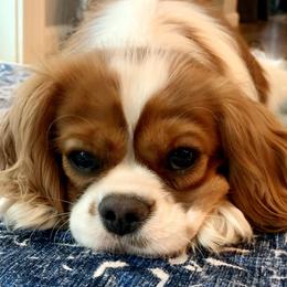 Grace - Cavalier King Charles Spaniel