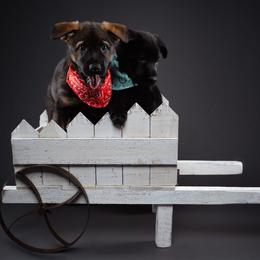 German Shepherd Puppies from Barenstadt Kennels