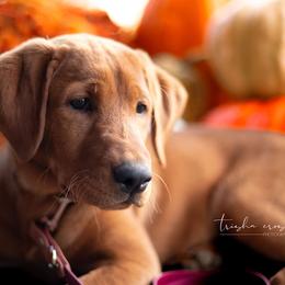 Labrador Retriever Puppies from UC Labradors