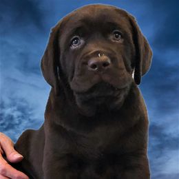 Labrador Retriever Puppies from Lorlyn Labradors