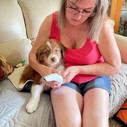 Australian Shepherd Puppies from Grissom’s Aussies