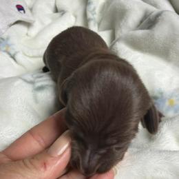 Snickers - Chocolate female Dachshund puppy in Chillicothe, Ohio from Brittney's Doxie Den