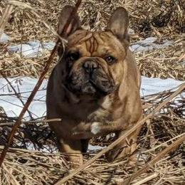 Cliff - French Bulldog