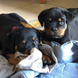 Rottweiler Puppies from Bronx Von Bridges Rottweilers