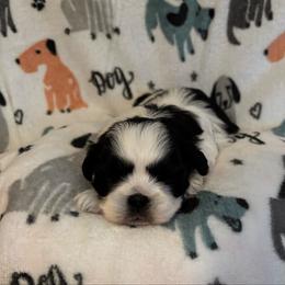 Goose - Black and white male Shih Tzu puppy in Murphy, North Carolina from Carolina Mountain Shih Tzus