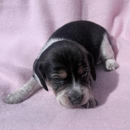 Pocket Beagle Girl 3 - Black tan and white female Beagle puppy in Gentry, Arkansas from HC Puppy Ranch