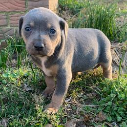 Girl 6 - Blue female Catahoula Leopard Dog puppy in Gadsden, Alabama from Rich Cat’s