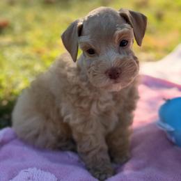 Purple Collar Female - Wheaten female Miniature Schnauzer puppy in Calhoun, Georgia from The BrickHouse Miniature Schnauzers