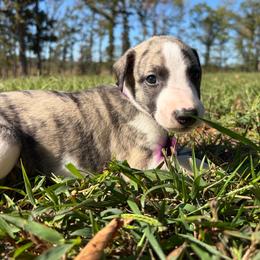 Banjo - White and fawn brindle male Whippet puppy in West Plains, Missouri from Sycamore Ridge Puppies