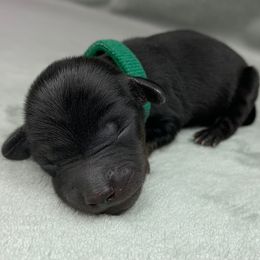 Male - Black male Dachshund puppy in Birmingham, Alabama from LongBottomDachshunds