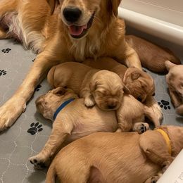 Golden Retriever Puppies from Elevation Retrievers
