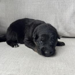 Girl 2 - female German Shepherd puppy in Liberty Hill, Texas from Liberty Shepherds