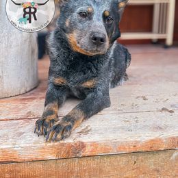 DUSTY ROSE 🌹 - Australian Cattle Dog