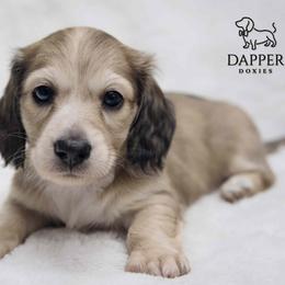 Boy 1 - Dapple male Dachshund puppy in Zephyrhills, Florida from Dapper Doxies