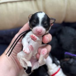 Autumn - Black and white female Sheepadoodle puppy in Wharton, Texas from Little Fur Friends