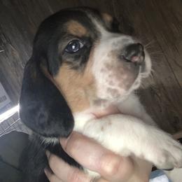 Beagle Puppies from C.R.P. Kennels