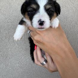 Lala - Black and tan female Pembroke Welsh Corgi puppy in Benjamin, Utah from Nuna’s  Corgis
