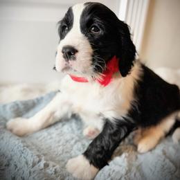 -Reserved- Red Boy (or Sandpaper) - Black and white male English Springer Spaniel puppy in Spanish Fork, Utah from Orchard Hill English Springer Spaniels