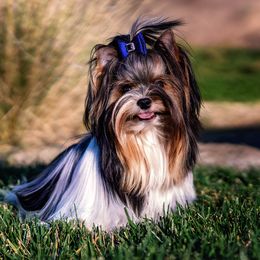 Max - Biewer Terrier
