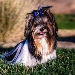 Max - Biewer Terrier