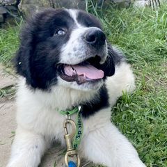 Boy 2 - Working Dog Cross puppy from Mary's Working Cross Puppies