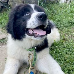 Boy 2 - Working Dog Cross puppy from Mary's Working Cross Puppies