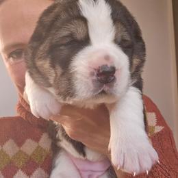 XANDRA - Black female Central Asian Shepherd Dog puppy in Michigan from Guardian Dog