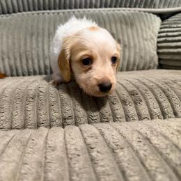 Cream Piebald 4000Male LH Billy - Piebald male Dachshund puppy in Fenton, Michigan from Always Darling Dachshunds