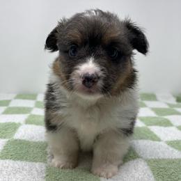 Lyra (fluffy bluie) - Black and tan female American Corgi puppy in Waco, Texas from The Comma Corgis