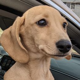 Dachshunds from Grove Grown Dachshunds