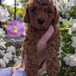 Rowan - Red  male Poodle puppy in Willow Spring, North Carolina from Sweet Dream Poodles