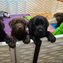 Labrador Retriever Puppies from Westlane Dogs