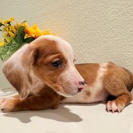 Spots - Dapple male Dachshund puppy in Moreno Valley, California from Purpleheart_doxiess