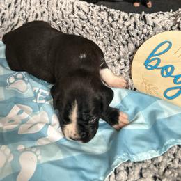 Boy 2 - White male Boxer puppy in Lakeland, Florida from Cote's Boxers