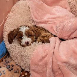 Goldendoodle Puppies from Mini Island Doodles