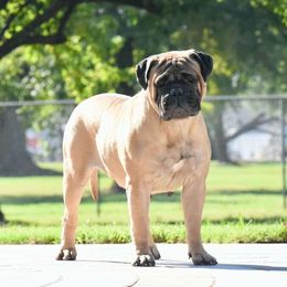 Ximena - Bullmastiff