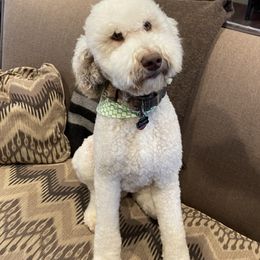Aussiedoodles, Bordoodles, and Cockapoos from Holland Hilltop Farm
