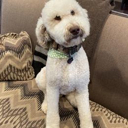 Aussiedoodles, Bordoodles, and Cockapoos from Holland Hilltop Farm