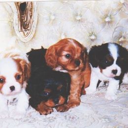 Cavalier King Charles Spaniels from Majesty Cavaliers
