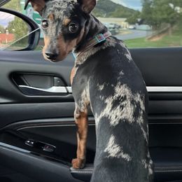 Anya - Miniature Pinscher