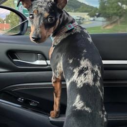 Anya - Miniature Pinscher