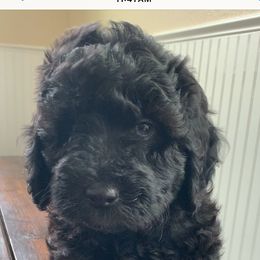 Sheepadoodle Puppies from Riley Grace Puppies