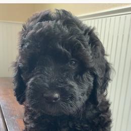 Sheepadoodle Puppies from Riley Grace Puppies