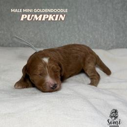 Pumpkin - Red  male Goldendoodle puppy in Palmetto Bay, Florida from SOMIDOODLES