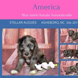 America - Blue merle female Aussiedoodle puppy in Asheboro, North Carolina from Stellar Aussies