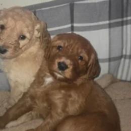 Bernedoodles from Greene Tree Bernadoodle