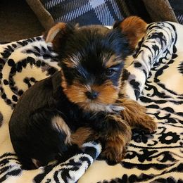 Yorkshire Terriers from Misty Meadows Yorkies