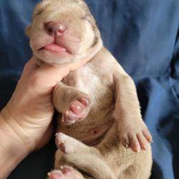 Female 7 - Chocolate female Great Dane puppy in Columbia Stat, Ohio from Rocky Road Chocolate Danes