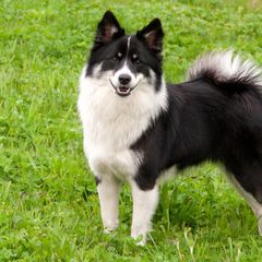 Icelandic Sheepdogs from Windswept Icelandic Sheepdogs