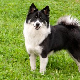 Icelandic Sheepdogs from Windswept Icelandic Sheepdogs